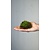 Moswens Terrarium Moos Leucobryum glaucum