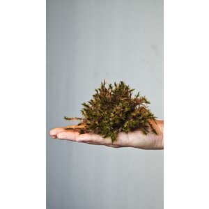 Terrarium Moos Mnium hornum