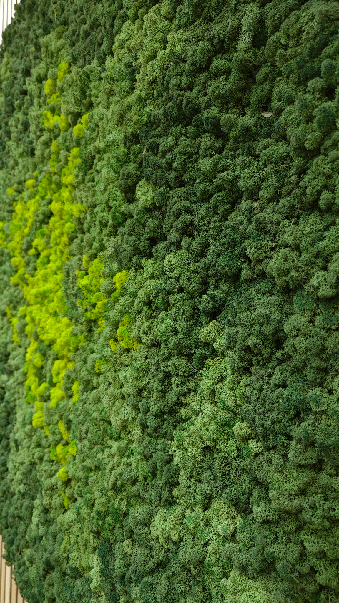 Moswens Rundes Moosbild Splash