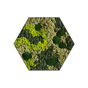 Sechseckiges Moosbild Vlekova