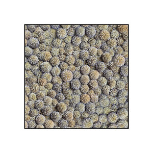 Quadratisches Echinops inkl. Holzrahmen