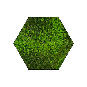 Sechseckiges Moosbild Loran