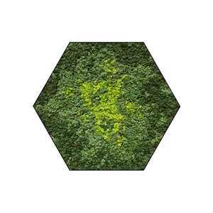 Sechseckiges Moosbild Splash