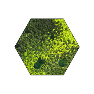 Sechseckiges Moosbild Varius