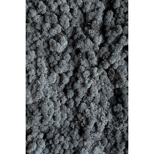 Moosprobe Rentiermoos Antracia