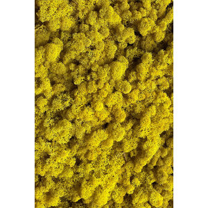 Moosprobe Rentiermoos Citrea