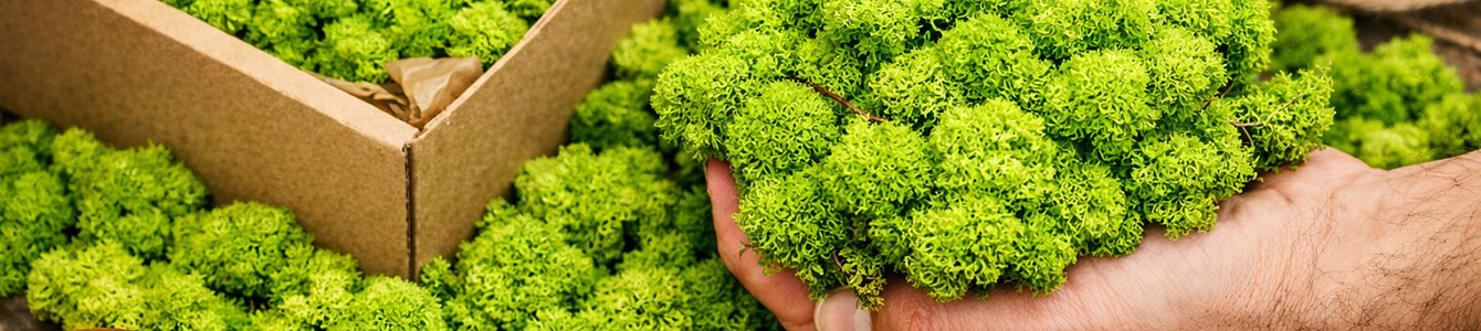 rentiermoos moosbjekt