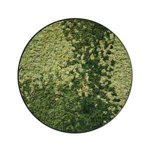 Rundes Moosbild Maris