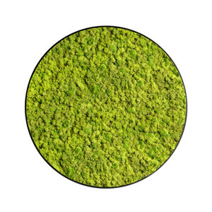 Rundes Moosbild  Apricis aus Rentiermoos