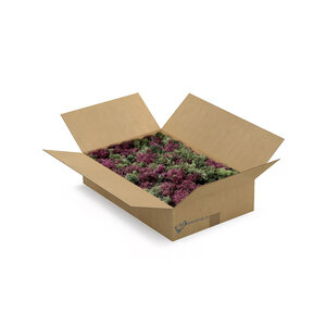 ECO Moos Box L Mix Bordeaux 0,30 m² | Der Billigste