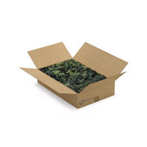 ECO Moos Box L Mix Pine 0,30 m² | Der Billigste