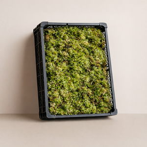 Unbehandeltes Sphagnum Moos | Der Günstigste auf dem Markt