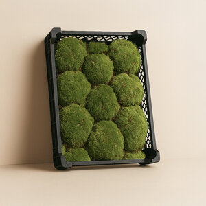 Kugelmoos unbehandelt | Das Günstigste auf dem Markt