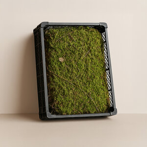 Flachmoos unbehandelt | Das Günstigste auf dem Markt