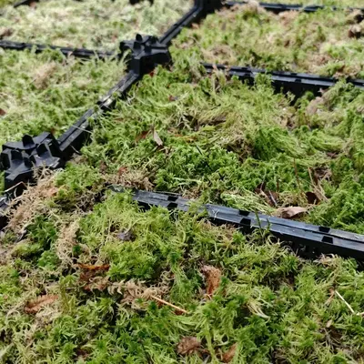 Sphagnum-Moos (Torfmoos) – natürlich, rein und vielseitig