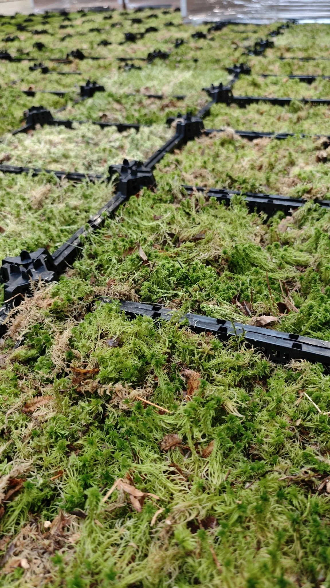 Sphagnum-Moos (Torfmoos) – natürlich, rein und vielseitig