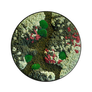 Rundes Moosbild Colius