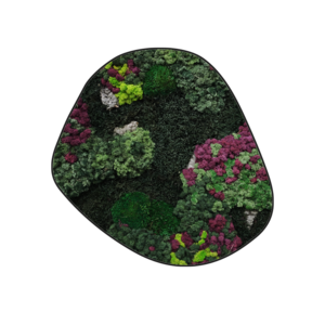 Moosdots Cinco Moosbild Soraya