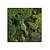 Moswens Quadratisches Moosbild Life