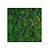 Moswens Quadratisches Moosbild 100% Bulbs inklusive Rahmen