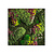 Moswens Quadratisches Moosbild Soraya