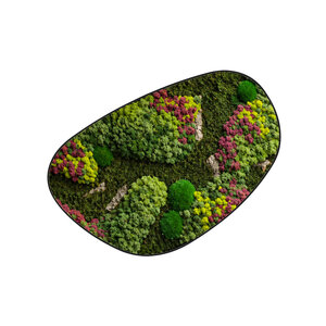 Moosdots Cuatro Moosbild Soraya