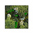 Moswens Quadratisches Moosbild Polar