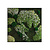 Moswens Quadratisches Moosbild Saar