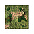 Moswens Quadratisches Moosbild Rosaine