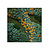 Moswens Quadratisches Moosbild Cascata