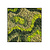 Moswens Quadratisches Moosbild Organica