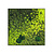 Moswens Quadratisches Moosbild Varius