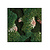Moswens Quadratisches Moosbild Milly