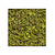 Moswens Quadratisches Moosbild ECO Apricis