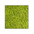 Moswens Quadratisches Moosbild Apricis