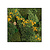 Moswens Quadratisches Moosbild Flavo