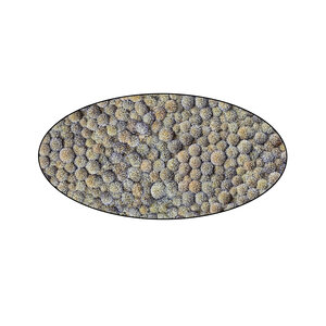 Echinops oval, einschließlich Stahlkante