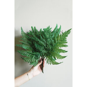 Plume Fern Blätter vorbereitet