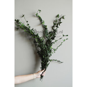 Hedera Helix mini Blätter zubereitet
