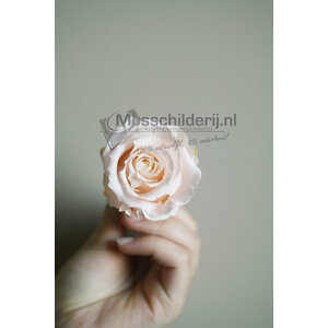 Rose hellrosa vorbereitet