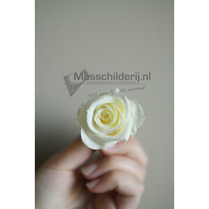 Rose weiß vorbereitet