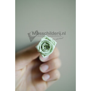 Rose mint grün vorbereitet