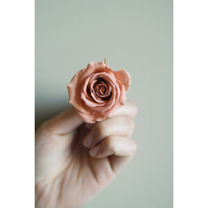 Rose alte Rose vorbereitet