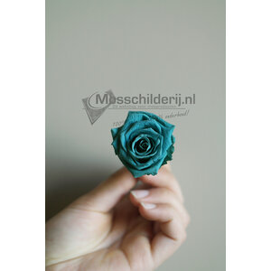 Rose blau vorbereitet