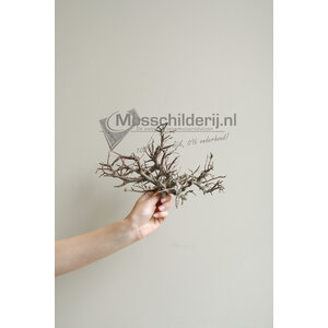 Bonsai-Ziertschößlinge