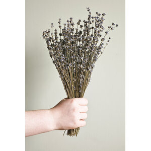 Getrockneter Lavendel natur