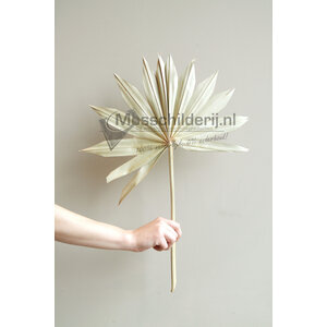 Getrocknete Sun Spear