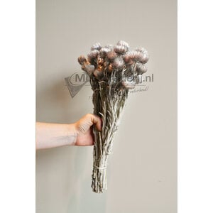 Trockenblumen grau