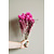 Trockenblumen Fuchsia