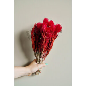 Trockenblumen rot